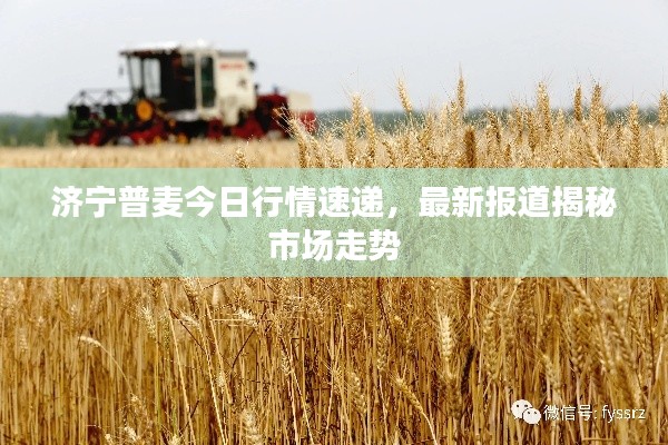 济宁普麦今日行情速递，最新报道揭秘市场走势
