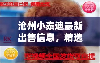 沧州小泰迪最新出售信息，精选宠物等你来领养！