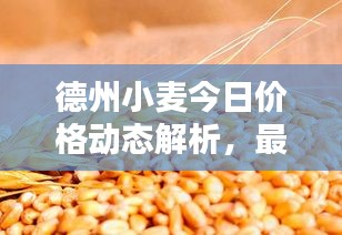 德州小麦今日价格动态解析，最新行情一览