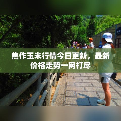 焦作玉米行情今日更新，最新价格走势一网打尽