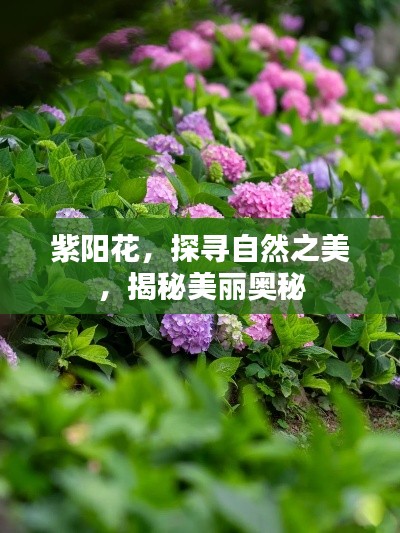 紫阳花，探寻自然之美，揭秘美丽奥秘