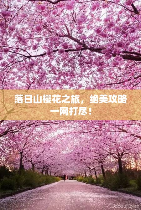 落日山樱花之旅，绝美攻略一网打尽！