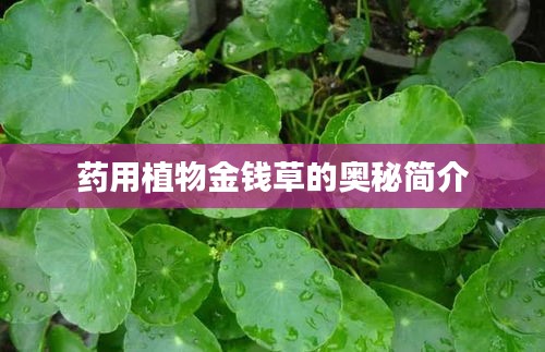 药用植物金钱草的奥秘简介