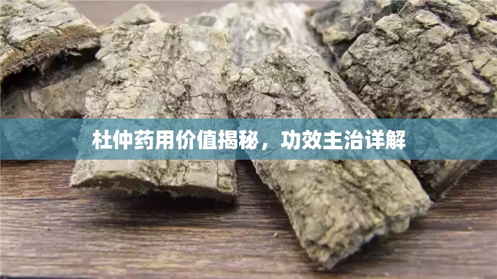 杜仲药用价值揭秘，功效主治详解