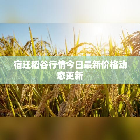 宿迁稻谷行情今日最新价格动态更新