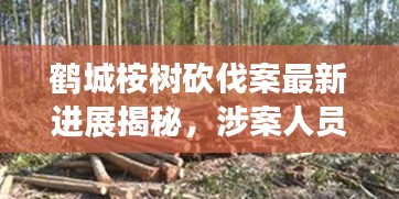 鹤城桉树砍伐案最新进展揭秘，涉案人员、原因及后续处理全解析