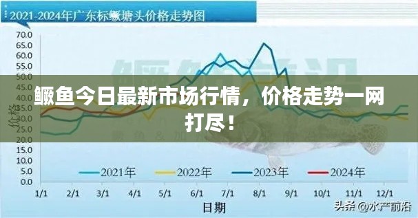 鳜鱼今日最新市场行情，价格走势一网打尽！