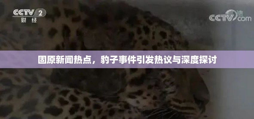 固原新闻热点，豹子事件引发热议与深度探讨